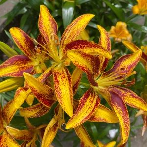 Meet your Posher, Amelea